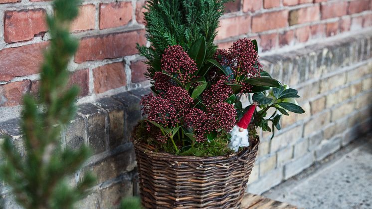 Julgrupp  elwoodi och skimmia