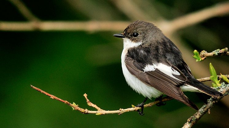 European pied flycatcher