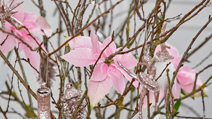 Julstjärnor i rosa och en kal vacker gren - en vintrig fullträff på middagsbordet. 
