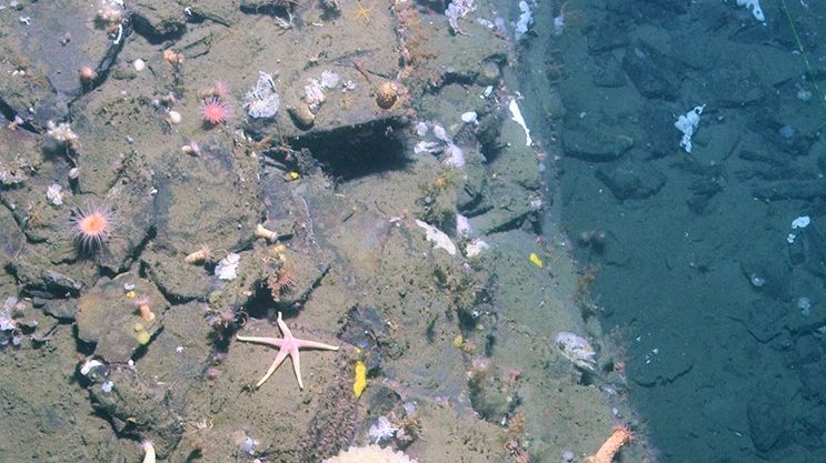 Figure 7F cold seeps