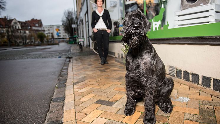 Jiddra är Årets bragdhund 2015