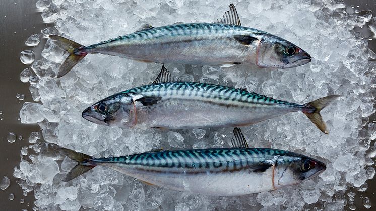 Dags att agera: Vända trenden för kvoterna på pelagisk fisk i nordöstra Atlanten