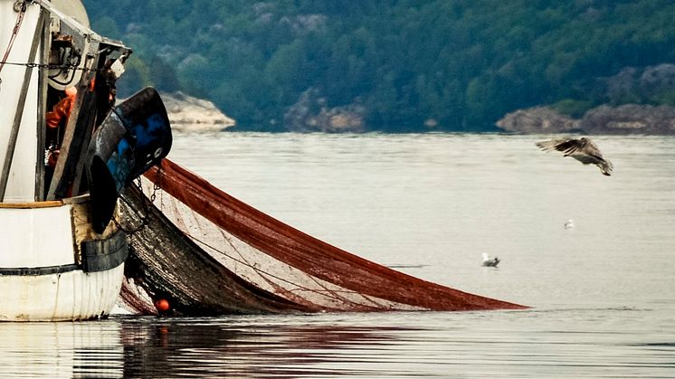 HaV tillåter ökning av räkfisket i Kattegatt och Skagerrak under resten av året
