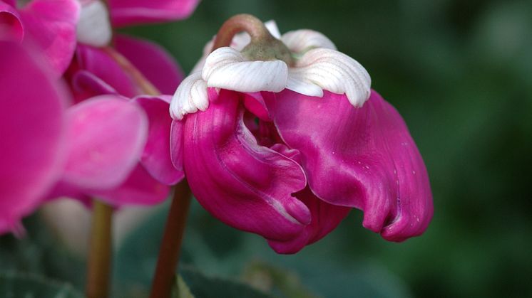 Cyclamen persicum ´Purple Fleur en Vogue´