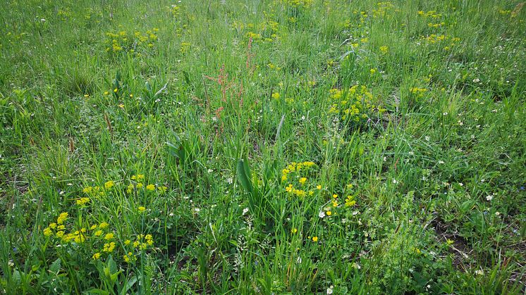 Tieschen Schmetterlings-Wiese in Patzenberg im Frühjahr_Jahn Lukas.jpg