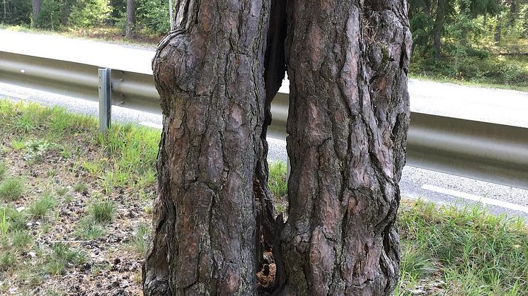 Trolltallen i Enhörna
