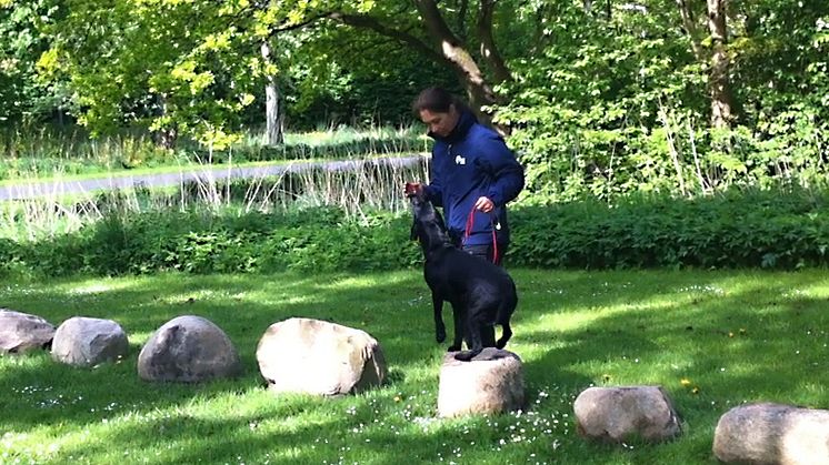 Aktivitet och gemenskap för både två- och fyrbenta i Helsingborg
