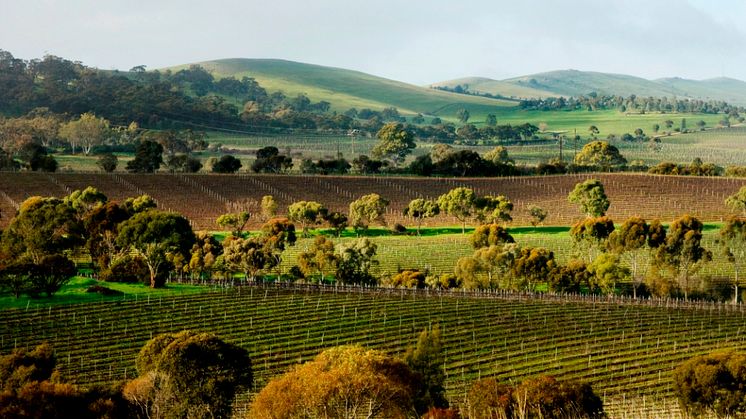 Lodge Hill Vineyard-Don Brice Photography Aug 2009 4