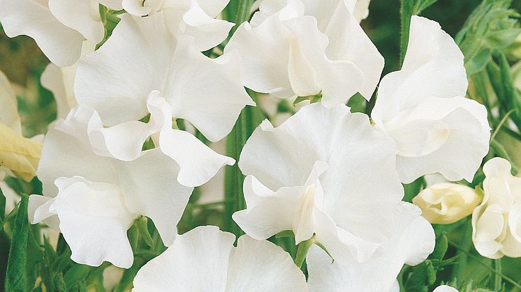10. 'Janet' Blomsterlandet