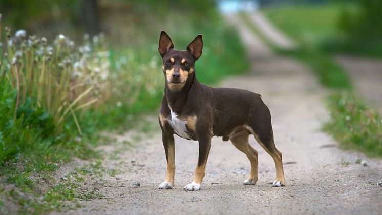 Rat terrier – ny ras i Sverige 2017