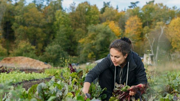Krångliga regler största hindret för gröna näringar