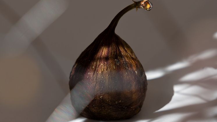 Laure Prouvost, This dirty fig kissed many small boobs, 2016 (detail)