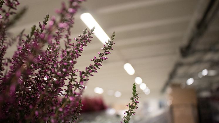Hos Spira Blommor i Malmö stannar nästan tiden ... med svensktillverkad ledbelysning från Värnamo.