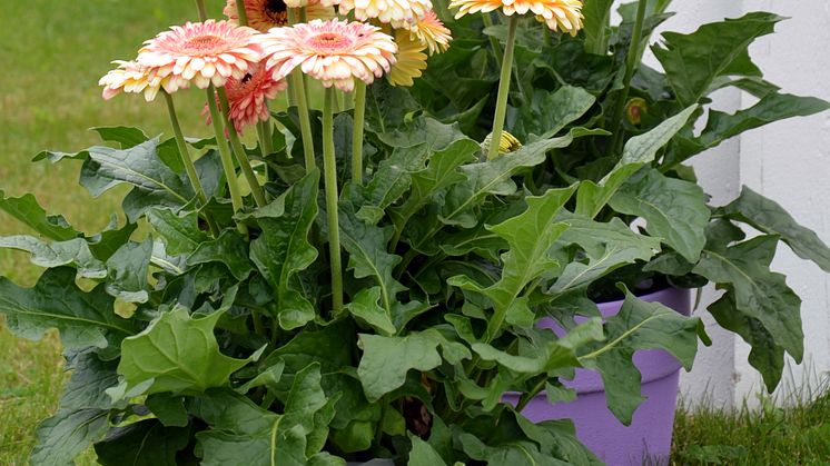 Storblommig Gerbera förskönar din sommarterass