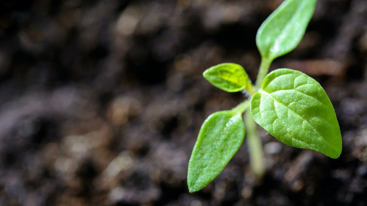 Sådan får du stærke planter og succes i køkkenhaven