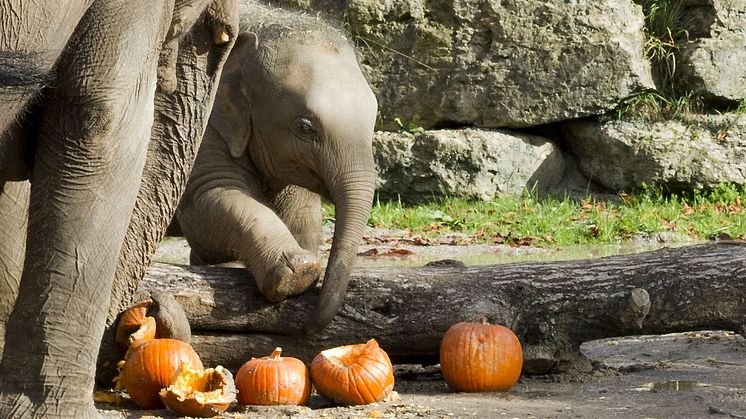 Elefantenkalb Zaya bei der Kürbisparty - Foto: Zoo Leipzig