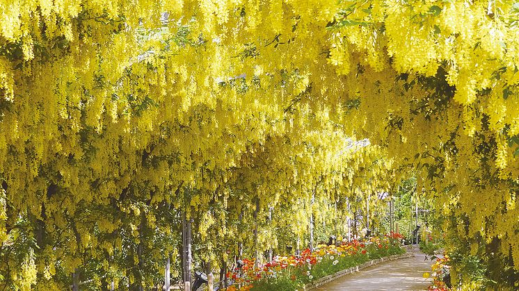 Ashikaga Flower Park(6)