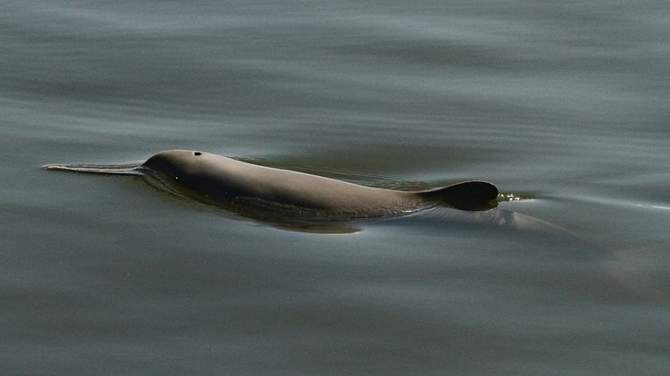 Östersjöforskning kan rädda utrotningshotad delfin i Sydamerika