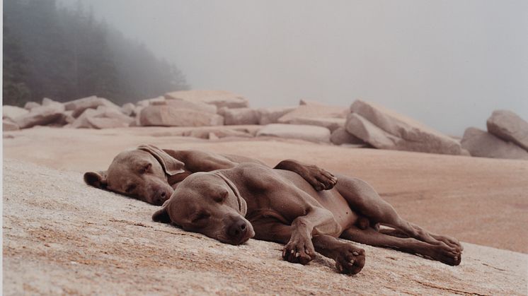 WILLIAM WEGMAN, WASHED UP, 2002