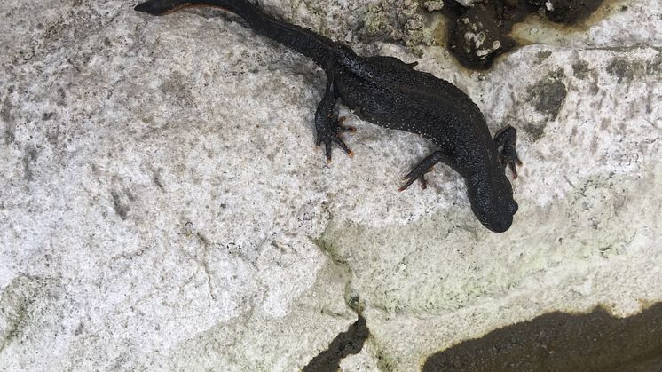 Större vattensalamander, Loudden