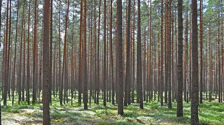 Kan svart kol ersättas av grönt? 
