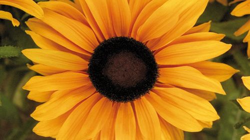 Månadens blomma - juli 2009