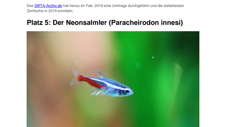 Die fünf schönsten Zierfische