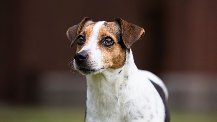 Dansk-svensk gårdshund