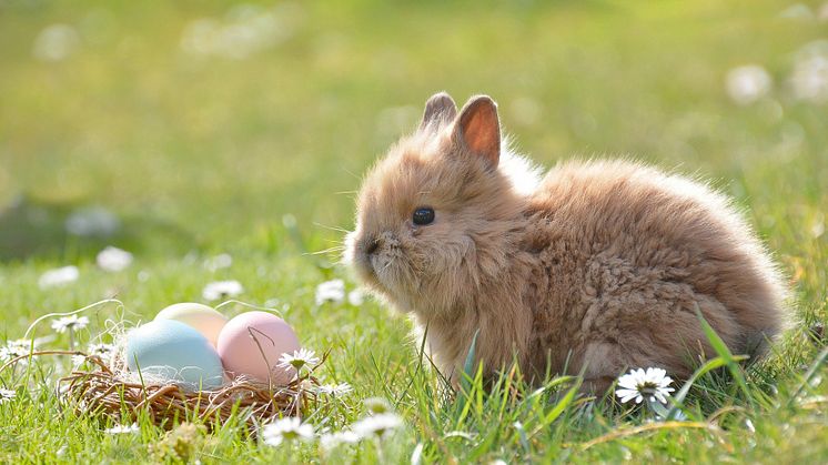 Tid for påske med fargelagte egg og påskekanin. Foto: Pixabay.jpg