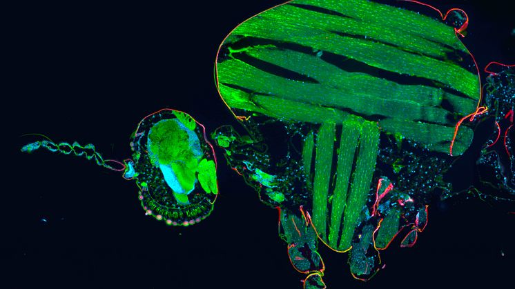 Avsnitt av ett mygghuvud (till vänster) och thorax (till höger), färgat för lokalisering av enskilda immunceller. Foto:  Gianmarco Raddi, Wellcome Sanger Institute