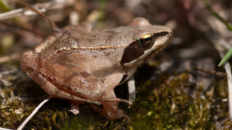 Långbensgroda Rana dalmatina är en av de arter som preliminärt lämnar rödlistan. Foto: Krister Hall.