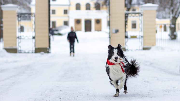 Åttaåriga border collien Chip är Årets Sociala tjänstehund 2023. Foto Jenny Jurneilus