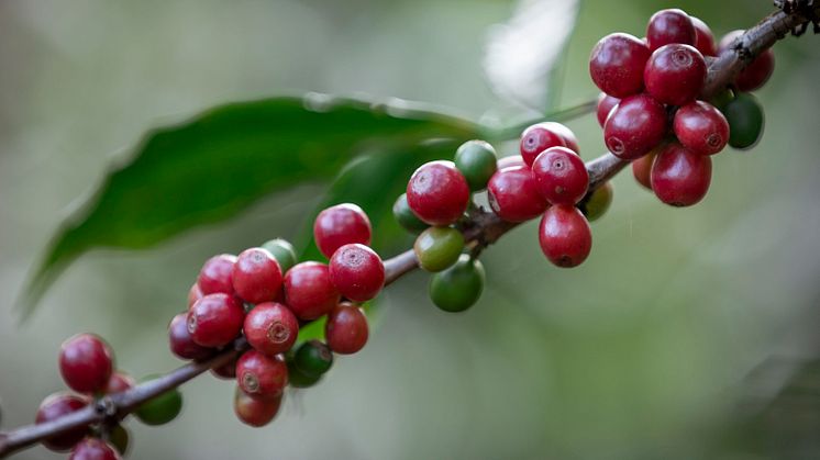 Kaffebär på kvist från en Fairtrade-odling. Foto: Thom Alva