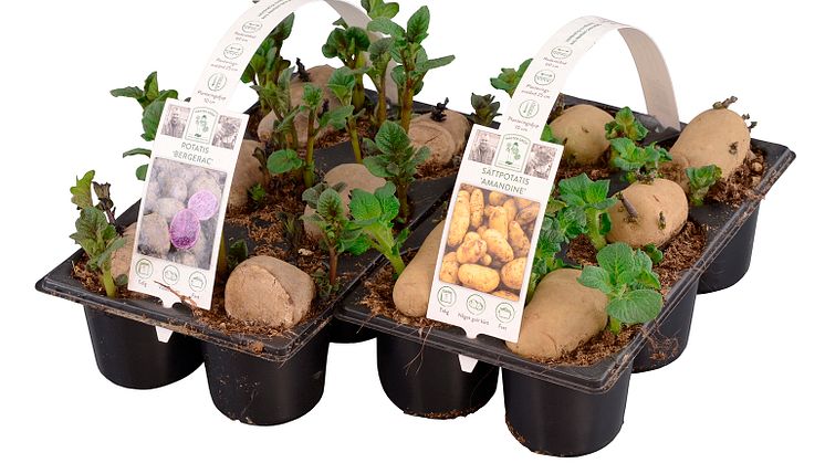 Potatis_6-p_MaesterGroen
