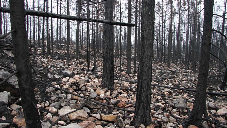 Med branden i Hälleskogsbrännan försvann nästan all organisk jord vilket gav stora kolutsläpp till atmosfären. Så här kunde det se ut tre månader efter branden. Foto: Joachim Strengbom