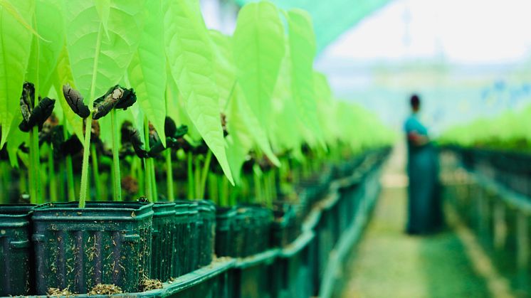 Cocoa Life - cocoa seedlings nursery