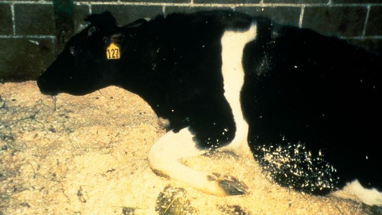 2018-12-04 Galna kosjukan och köttmjölet – vad behöver vi minnas? (Foto: Public domain)