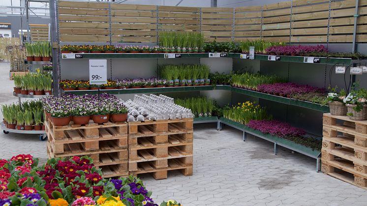 På torsdagen öppnar Blomsterlandet i Örnsköldsvik. Det blir växtkedjans 61:a butik i landet. (Vänligen notera att fotot är från en annan butik.)