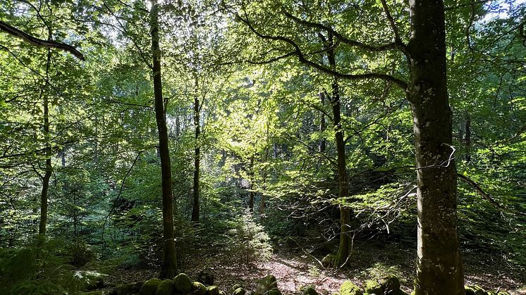Foto: Lo Jarl, Naturarvet.