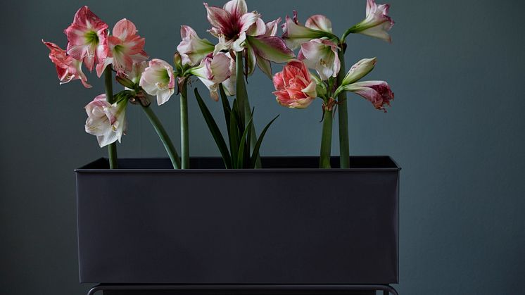 -Intresset för amaryllis är väldigt stort och jag anser att det är den största julblomman, säger Johan Munter på Floristkompaniet. 