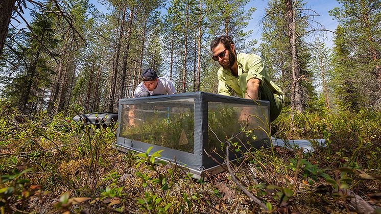 Mätning av flödet av koldioxid från marken med en mätkammare i en ungskog nära Vindeln. Foto: Andreas Palmén