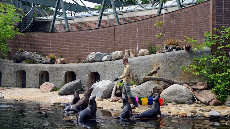 Zoo Leipzig - Seelöwen beim Training 