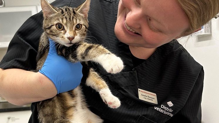 Från och med 2023 ska din katt vara id-märkt och registrerad hos Jordbruksverket. Foto: Distriktsveterinärerna