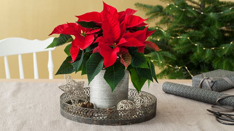 Julestjerne på julepyntet fat