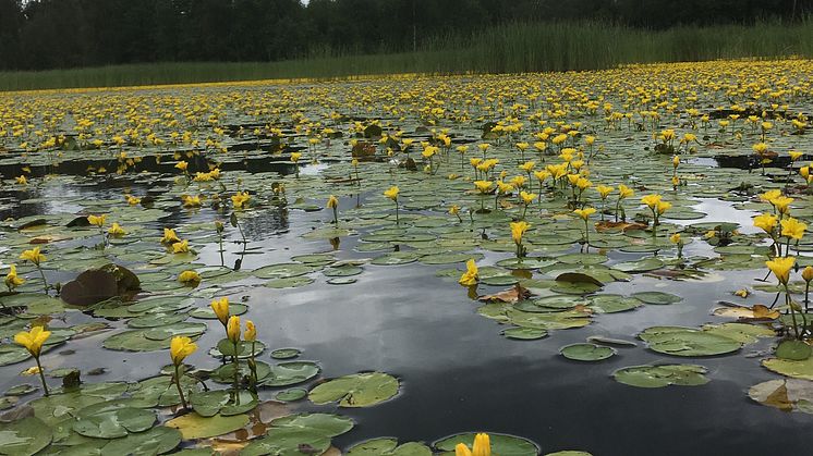 Sjögull är en av de vattenlevande invasiva arter det är bra att hålla koll på i sommar. Foto: Peter Olsson Scholz