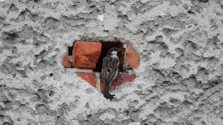 Gråsparv är en av de arter som använder hål i byggnader för att bygga bo. Foto: Marta Świtała