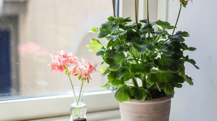 Årets Pelargon 2025 Pelargonium Summer Twist Rose foto SydGrönt (9).jpg