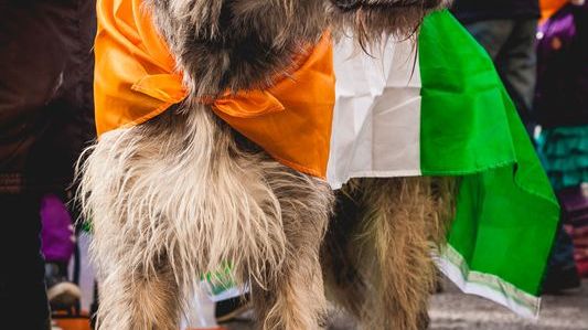 Så firas St. Patrick’s Day i Sverige