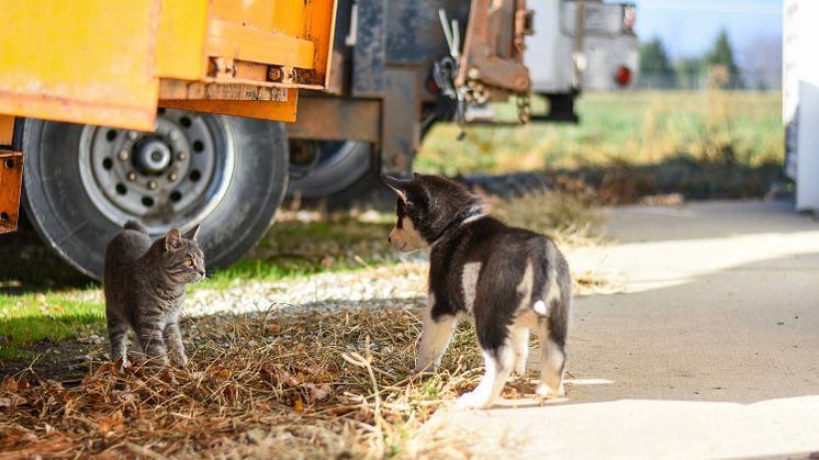 Veterinären: Fästingar inte alltid en fara för husdjuren men kan innebära ökad risk för husse och matte 