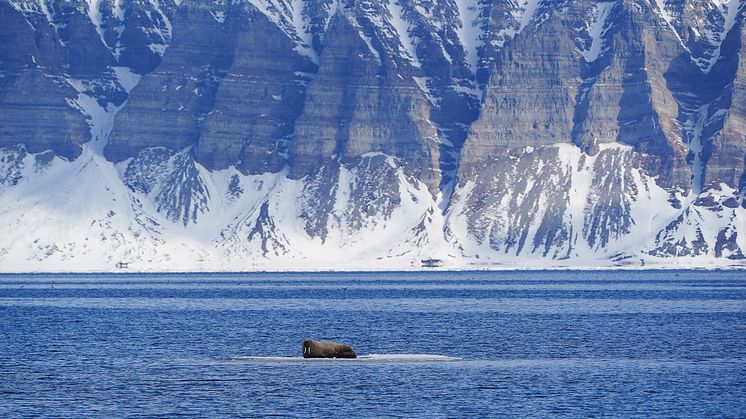 A walrus resting on an ice pack in Svalbard's waters. Pic credit: John Daniel Benton